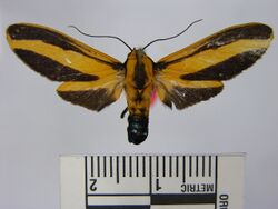 Ormetica temperata.JPG