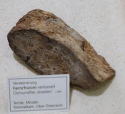 Osmundites dowkeri - Naturhistorisches Museum, Braunschweig, Germany - DSC05267.JPG
