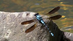 Pale blue damselfly flank (16043282799).jpg