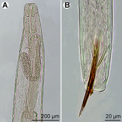 Parasite140132-fig3 Philometra protonibeae (Nematoda, Philometridae).png