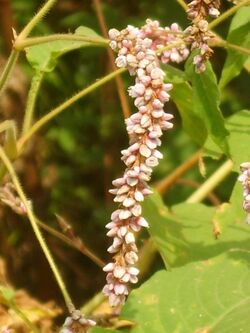 Persicaria orientalis 05.JPG