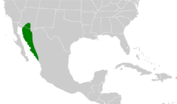 Peucaea carpalis map.svg