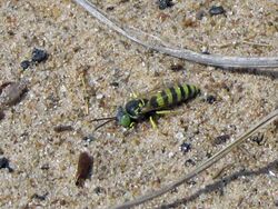 Philanthus ventilabris.jpg