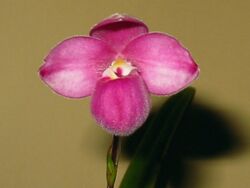 Phragmipedium fisheri.jpg