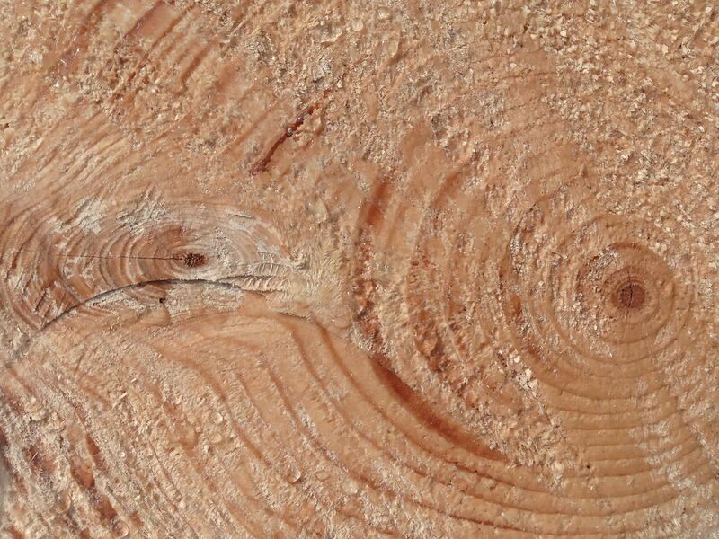 File:Picea abies wood texture.jpg
