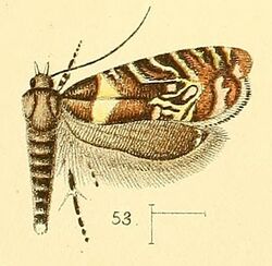 Pl.5-fig.53-Glyphipterix grapholithoides (Walsingham, 1891) (Glyphipteryx).jpg