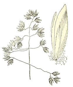 Poa arctica (Manual of the grasses of the United States).jpg