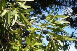 Podocarpus elatus foliage & cones.JPG