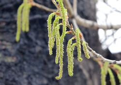 Populus tomentosa 113964066.jpg