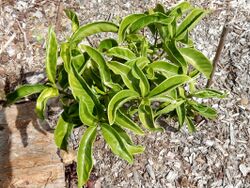 Psychotria dallachiana juvenile.jpg