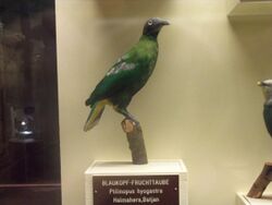 Ptilinopus hyogastrus Naturhistorisches Museum (MoNH) Vienna.jpg