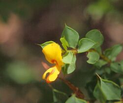 Pultenaea spinosa flower.jpg