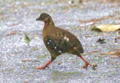 Red-breasted Partridge.png
