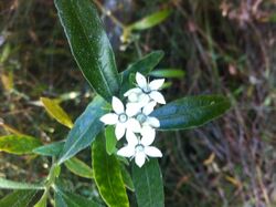 Rhadinothamnus anceps flowers.jpg