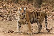 Royal Bengal Tiger at Kanha National Park.jpg