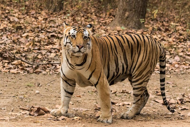 File:Royal Bengal Tiger at Kanha National Park.jpg