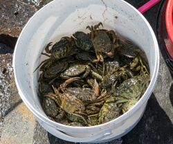 Shore crabs in a bucket.jpg
