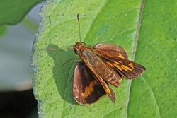 Smaller dartlet (Oriens goloides).jpg