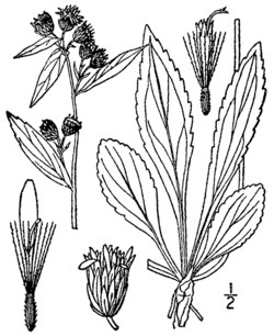 Solidago leiocarpa BB-1913.png