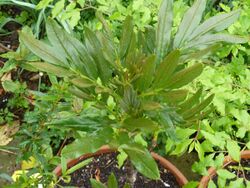 Sorbus harrowiana.jpg