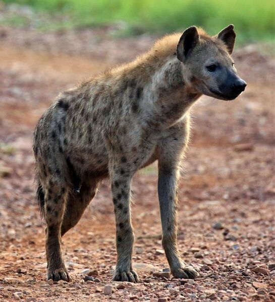 File:Spotted hyena in Madikwe Game Reserve.jpg