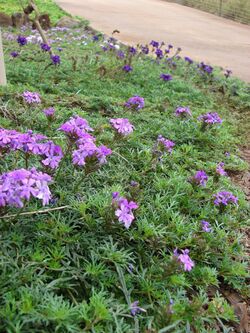 Starr 070313-5593 Verbena tenuisecta.jpg