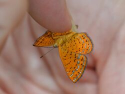 Swamp Metalmark butterfly - Calephelis muticum (14138786488).jpg