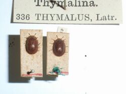 ThymaluslimbatusFabricius1787.JPG