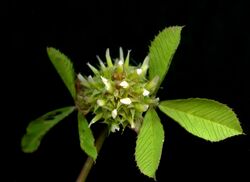 Trifoliumglomeratum.jpg