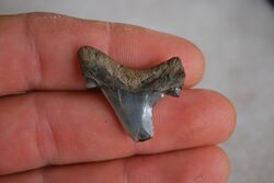 Trigonotodus alteri lateral tooth (Oligocene, Chandler Bridge FM, SC).jpg