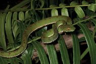 Trimeresurus flavomaculatus (KU 330049) from mid-elevation, Mt. Cagua - ZooKeys-266-001-g098.jpg