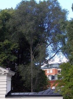 Ulmus 'Crispa', Serafimerparken, Stockholm.jpg