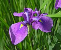 Closeup photo of a purple iris flower