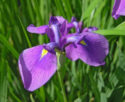 Unidentified Iris Chanticleer Purple 2868px.jpg