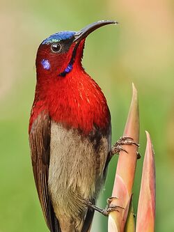 ♂ Vigors's sunbird (Aethopyga vigorsii) Photograph by Shantanu Kuveskar.jpg