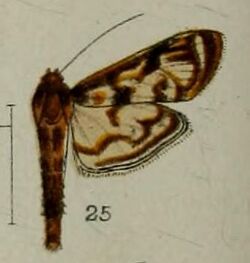 25-Rhimphalea astrigalis Hampson, 1898-(Borneo).JPG