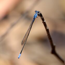 A.Blue-banded Longtail 3A6132.jpg