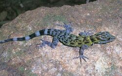 A Cnemaspis gecko from the Shendurney Hills.JPG