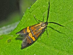 Adelidae - Nemophora degeerella - female.JPG