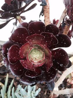 Aeonium arboreum 4.jpg