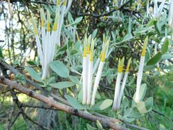 Agelanthus natalitius subsp zeyheri, a, Seringveld.jpg