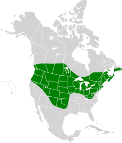 Allonemobius fasciatus map.svg