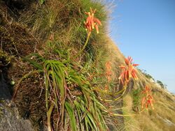 Aloe inyangensis (1).jpg