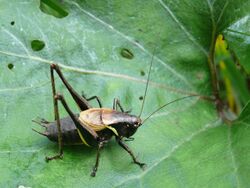 Alpen-Strauchschrecke - Pholidoptera aptera 3.jpg