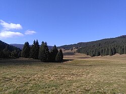 Green-brown grass dominates the lower half, with deep green coniferous trees across the horizon and a very blue sky above.