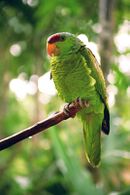 A green parrot with a red forehead and grey eye-spots