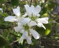 Amelanchier wiegandii - blossoms - 2.jpg