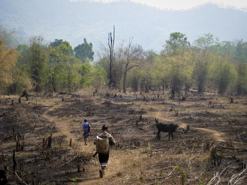 File:An example of slash and burn agriculture practice Thailand.jpg