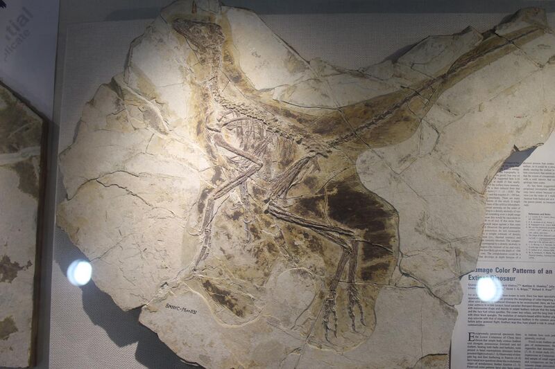 File:Anchiornis-Beijing Museum of Natural History.jpg