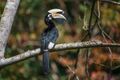 Anthracoceros albirostris, Oriental pied hornbill - Kaeng Krachan National Park (23576110199).jpg